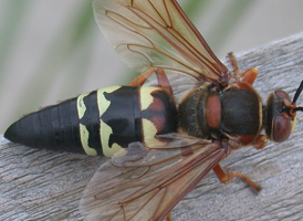 Eastern Cicada-killer